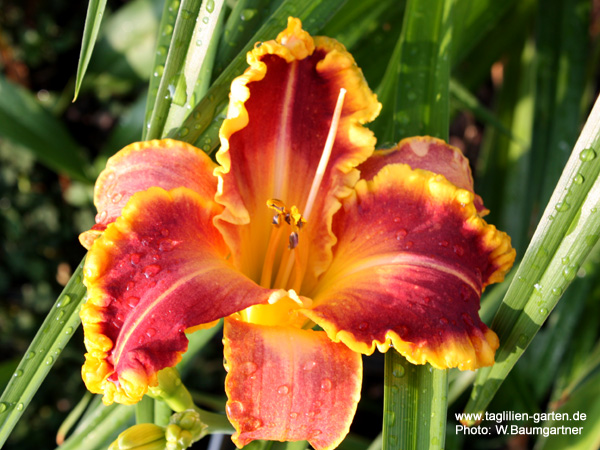 catalog/images/startseite/Golden Diamont Dust.jpg